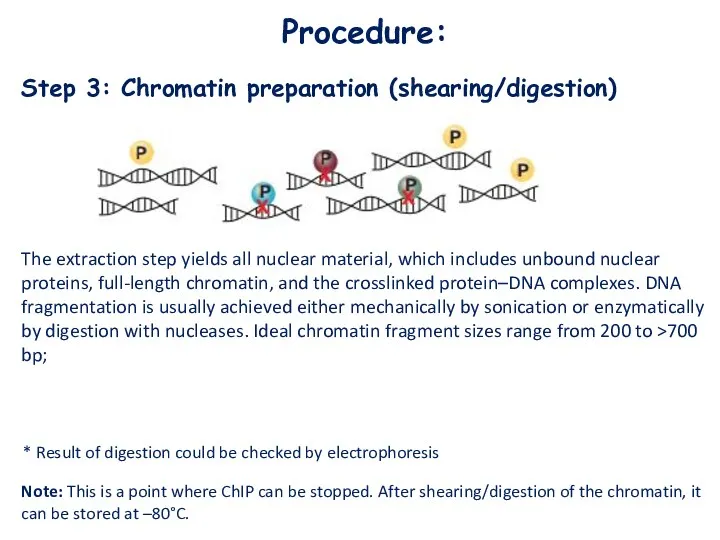 Procedure: Step 3: Chromatin preparation (shearing/digestion) The extraction step yields