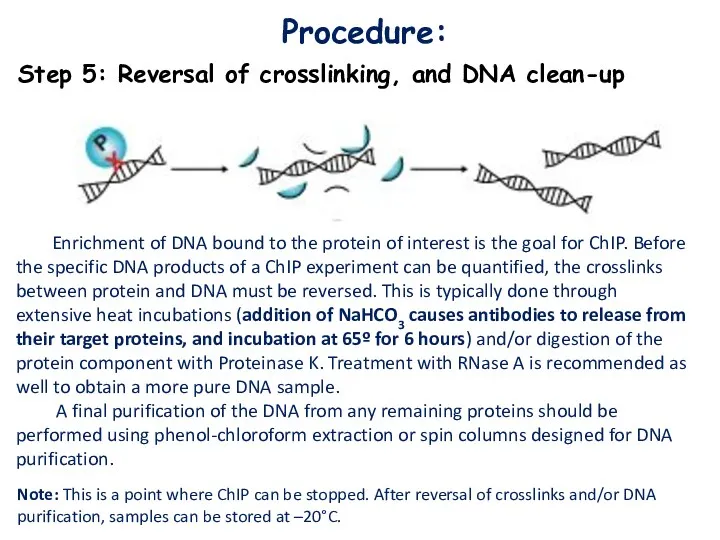 Procedure: Step 5: Reversal of crosslinking, and DNA clean-up Enrichment