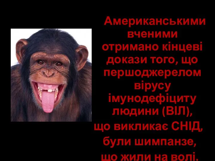 Американськими вченими отримано кінцеві докази того, що першоджерелом вірусу імунодефіциту