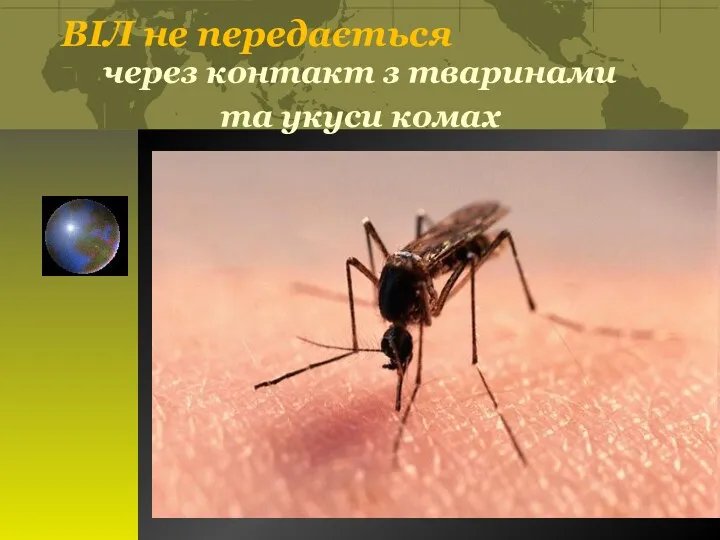 ВІЛ не передається через контакт з тваринами та укуси комах