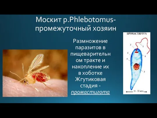 Москит p.Phlebotomus-промежуточный хозяин Размножение паразитов в пищеварительном тракте и накопление их в хоботке Жгутиковая стадия -промастигота