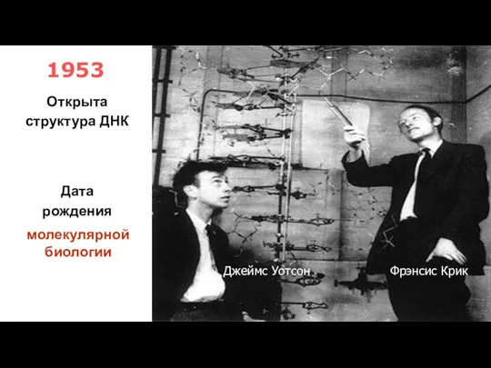 1953 Фрэнсис Крик Джеймс Уотсон Открыта структура ДНК Дата рождения молекулярной биологии