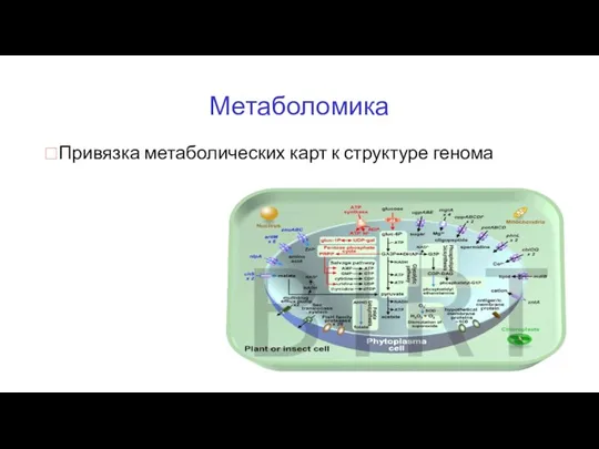 Метаболомика Привязка метаболических карт к структуре генома