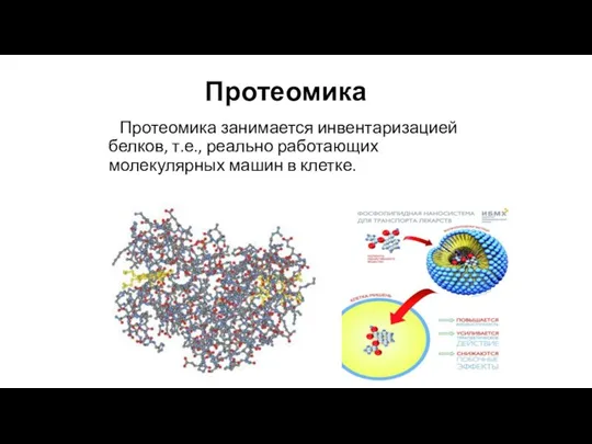 Протеомика Протеомика занимается инвентаризацией белков, т.е., реально работающих молекулярных машин в клетке.