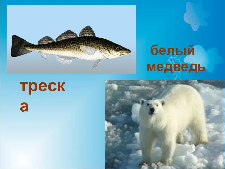 треска белый медведь