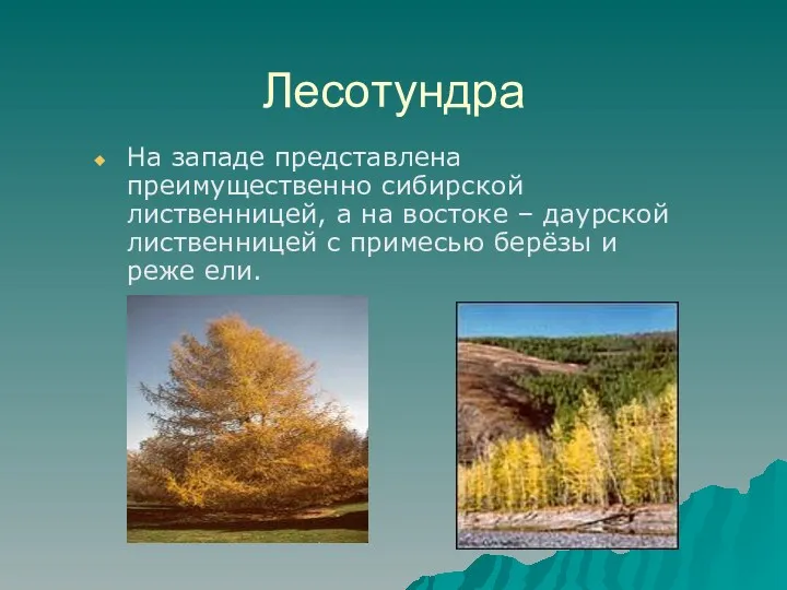 Лесотундра На западе представлена преимущественно сибирской лиственницей, а на востоке