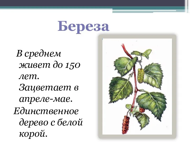 В среднем живет до 150 лет. Зацветает в апреле-мае. Единственное дерево с белой корой. Береза