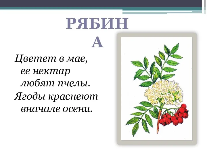 Цветет в мае, ее нектар любят пчелы. Ягоды краснеют вначале осени. РЯБИНА