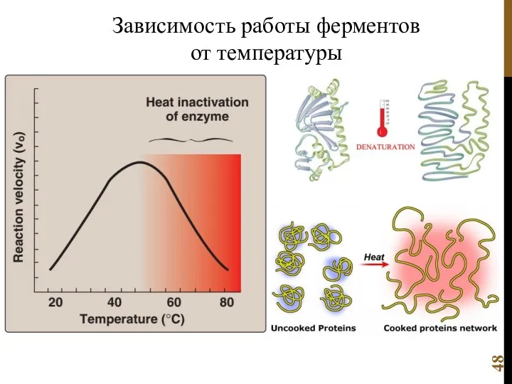 Зависимость работы ферментов от температуры