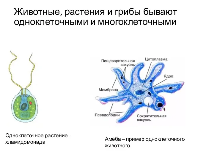 Животные, растения и грибы бывают одноклеточными и многоклеточными Одноклеточное растение