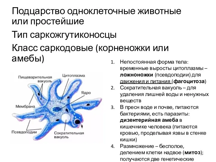 Подцарство одноклеточные животные или простейшие Тип саркожгутиконосцы Класс саркодовые (корненожки