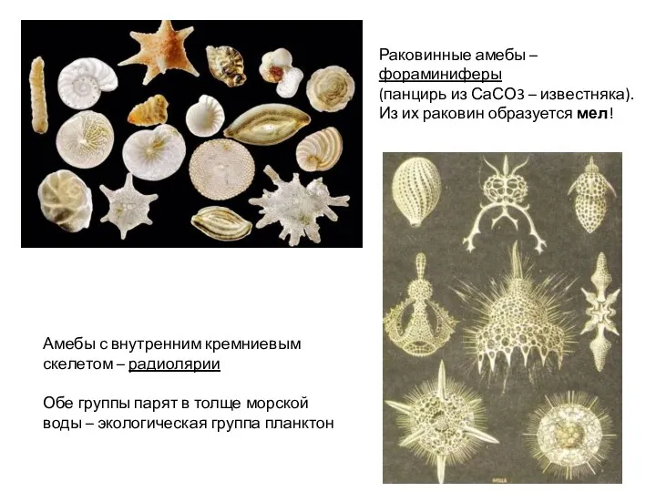 Раковинные амебы – фораминиферы (панцирь из СаСО3 – известняка). Из