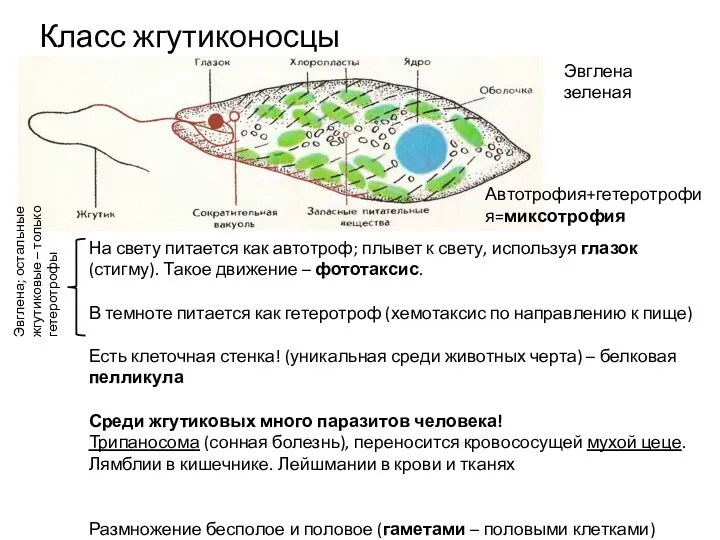 Класс жгутиконосцы Эвглена зеленая На свету питается как автотроф; плывет