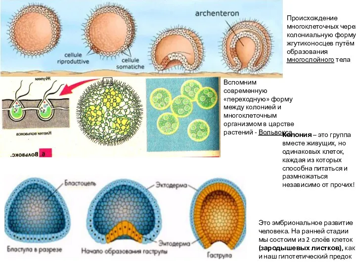 Вспомним современную «переходную» форму между колонией и многоклеточным организмом в
