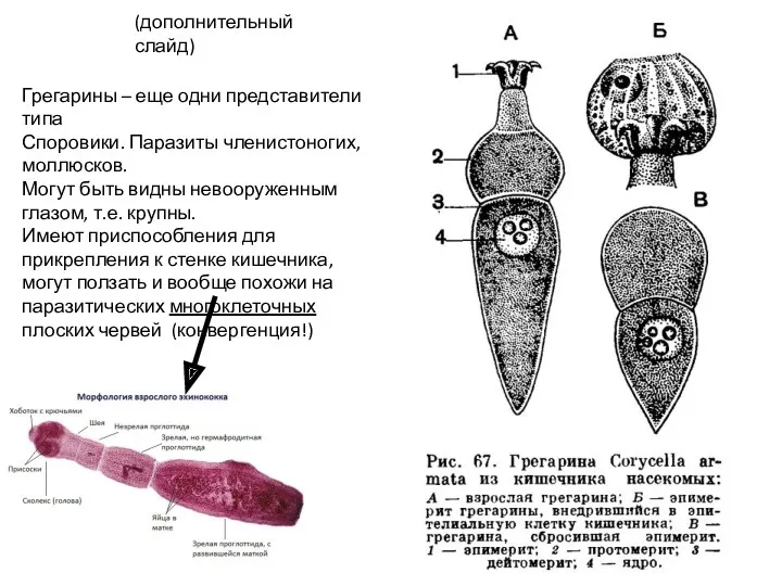 Грегарины – еще одни представители типа Споровики. Паразиты членистоногих, моллюсков.