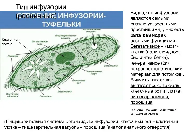 Тип инфузории (ресничные) Клеточная глотка Видно, что инфузории являются самыми