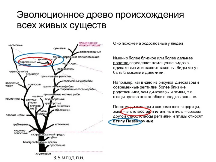 Оно похоже на родословные у людей Именно более близкое или