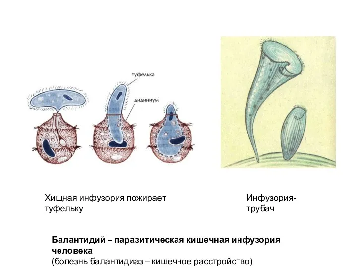 Хищная инфузория пожирает туфельку Инфузория-трубач Балантидий – паразитическая кишечная инфузория человека (болезнь балантидиаз – кишечное расстройство)