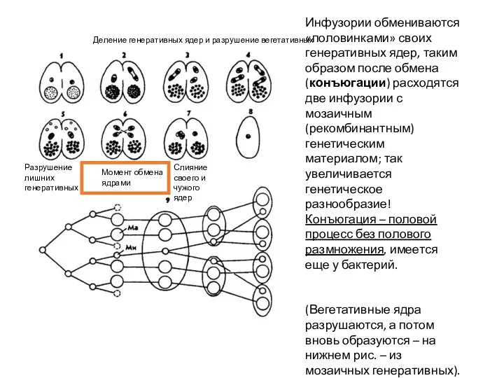 Инфузории обмениваются «половинками» своих генеративных ядер, таким образом после обмена