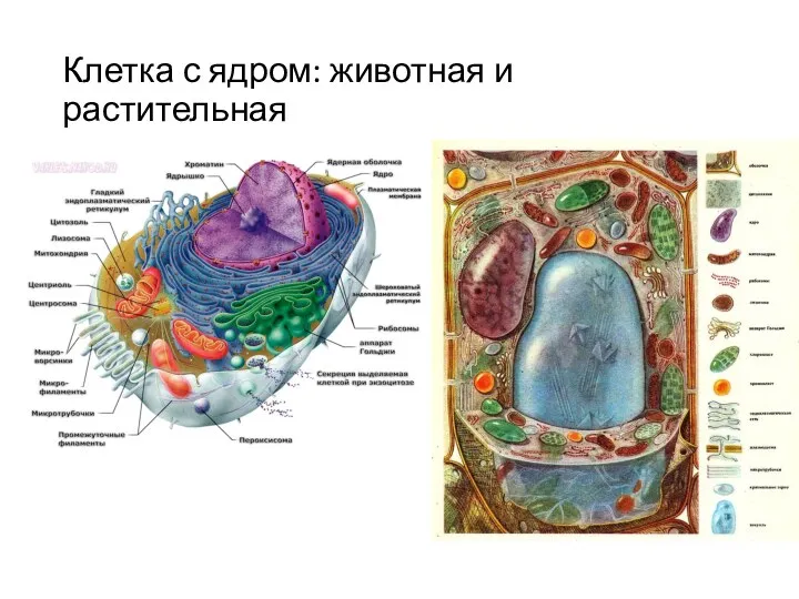 Клетка с ядром: животная и растительная