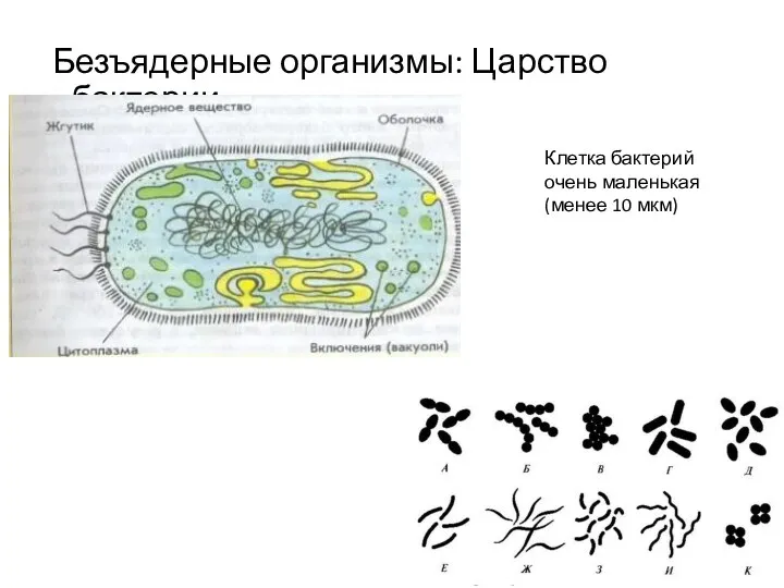 Безъядерные организмы: Царство бактерии Клетка бактерий очень маленькая (менее 10 мкм)