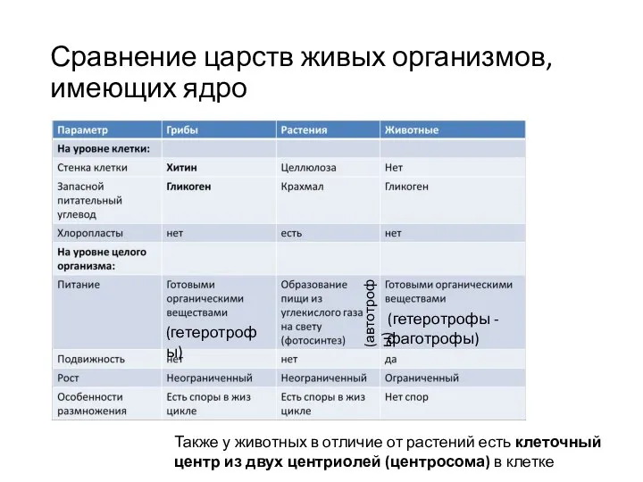 Сравнение царств живых организмов, имеющих ядро (гетеротрофы) (гетеротрофы - фаготрофы)