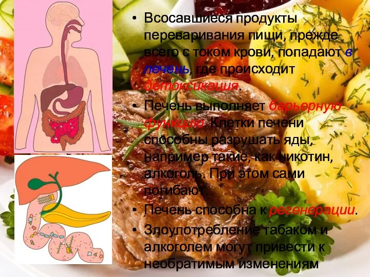 Всосавшиеся продукты переваривания пищи, прежде всего с током крови, попадают в печень, где