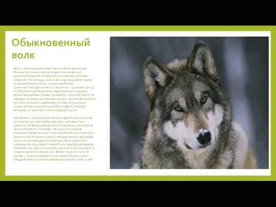 Обыкновенный волк Волк - самое крупное животное из семейства волчьих