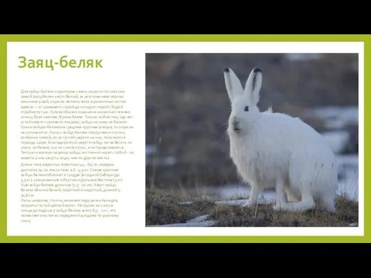 Заяц-беляк Для зайца-беляка характерна смена окраски по сезонам: зимой заяц-беляк