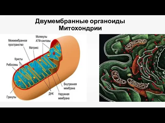 Двумембранные органоиды Митохондрии