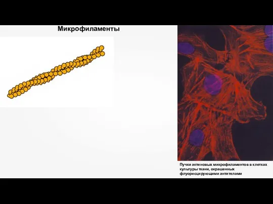 Микрофиламенты Пучки актиновых микрофиламентов в клетках культуры ткани, окрашенных флуоресцирующими антителами