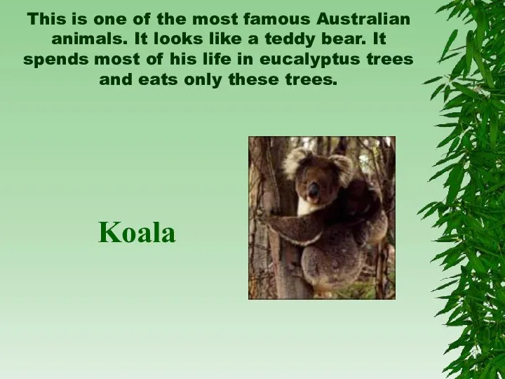 This is one of the most famous Australian animals. It