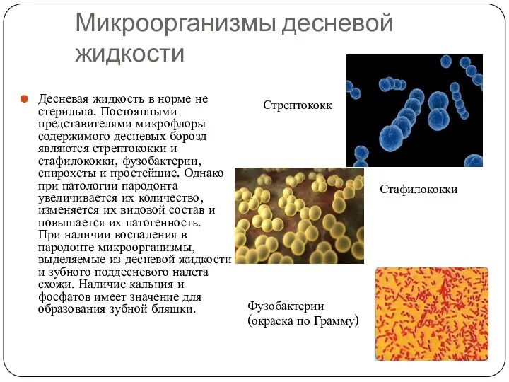 Микроорганизмы десневой жидкости Десневая жидкость в норме не стерильна. Постоянными