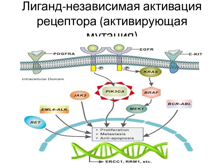 Лиганд-независимая активация рецептора (активирующая мутация)