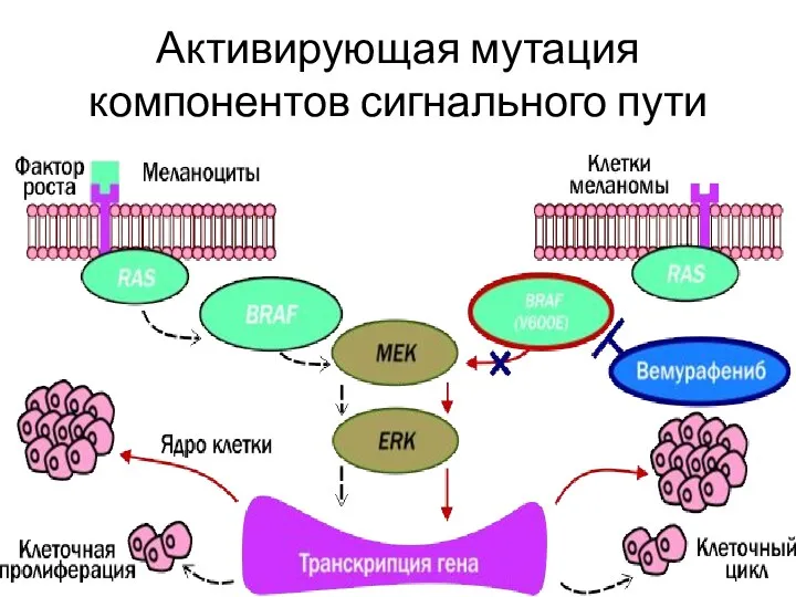 Активирующая мутация компонентов сигнального пути