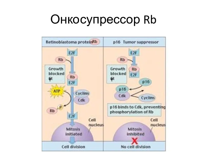 Онкосупрессор Rb