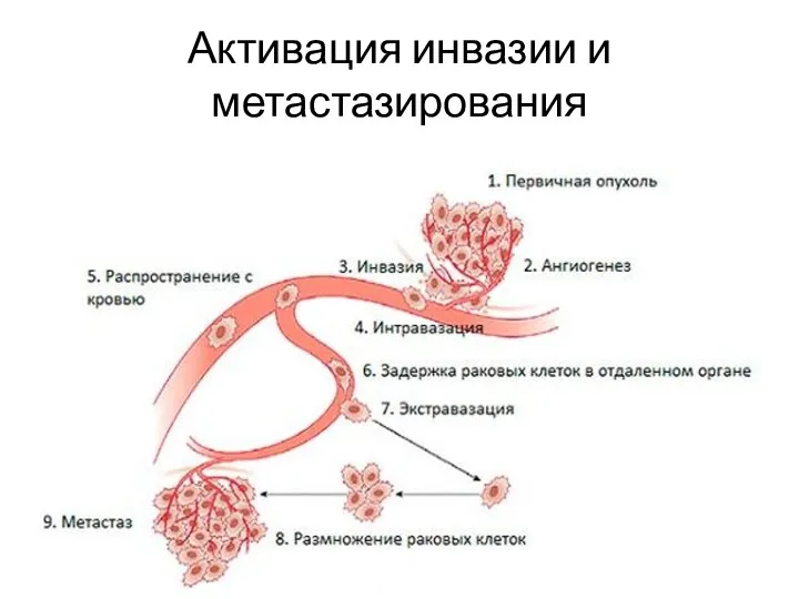 Активация инвазии и метастазирования