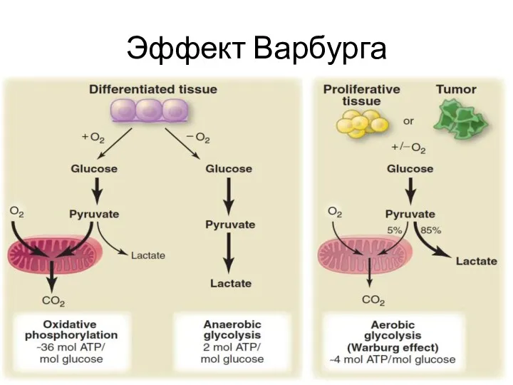 Эффект Варбурга