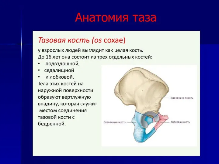 Анатомия таза