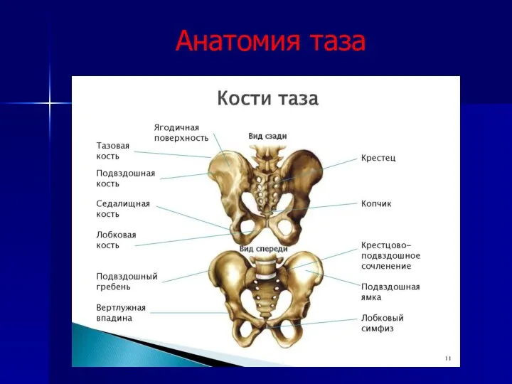 Анатомия таза