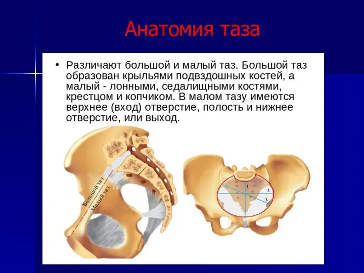 Анатомия таза