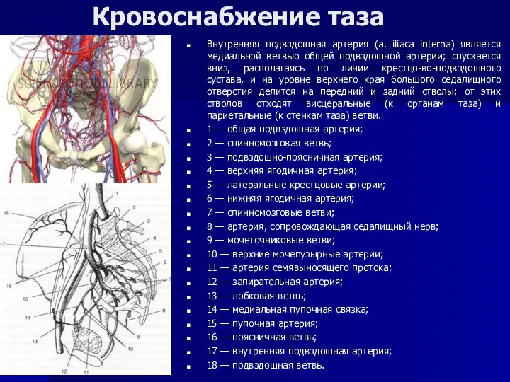 Кровоснабжение таза Внутренняя подвздошная артерия (a. iliaca interna) является медиальной