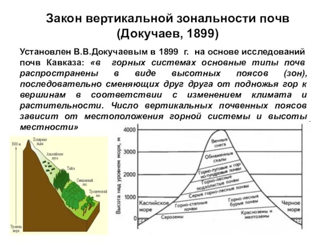 Закон вертикальной зональности почв (Докучаев, 1899) Установлен В.В.Докучаевым в 1899 г. на основе
