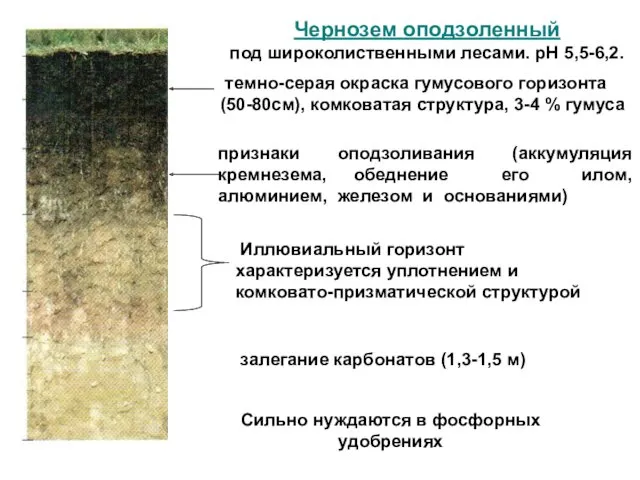 Чернозем оподзоленный под широколиственными лесами. рН 5,5-6,2. темно-серая окраска гумусового горизонта (50-80см), комковатая