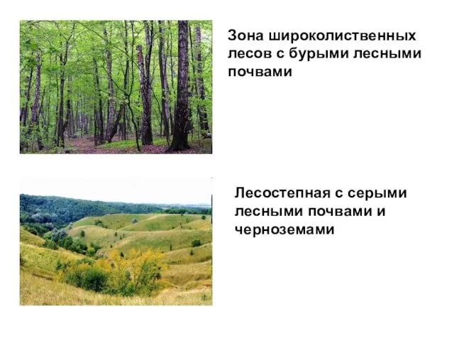 Зона широколиственных лесов с бурыми лесными почвами Лесостепная с серыми лесными почвами и черноземами