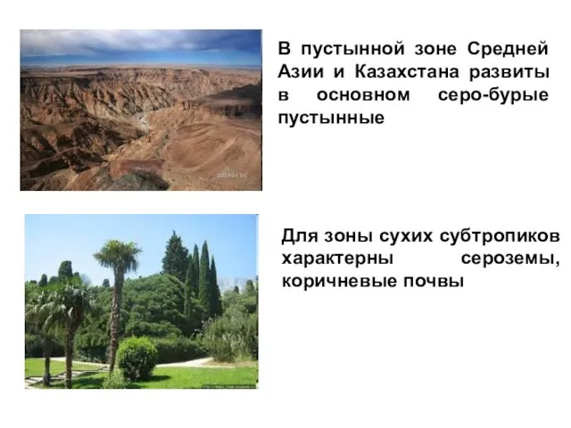 В пустынной зоне Средней Азии и Казахстана развиты в основном серо-бурые пустынные Для