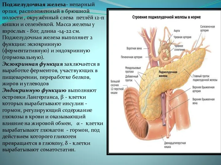 Поджелудочная железа- непарный орган, расположенный в брюшной полости , окружённый