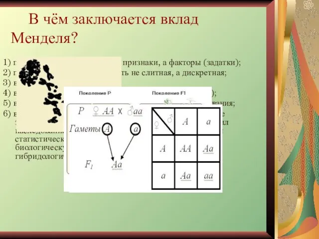 В чём заключается вклад Менделя? 1) показал, что наследуются не