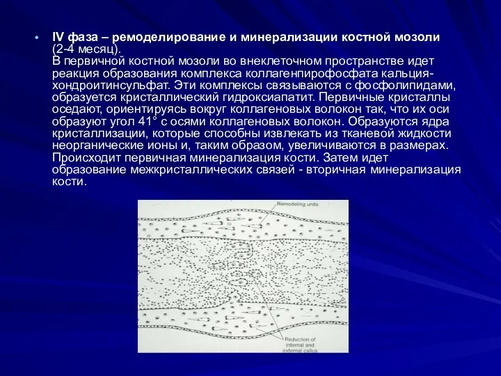 IV фаза – ремоделирование и минерализации костной мозоли (2-4 месяц). В первичной костной