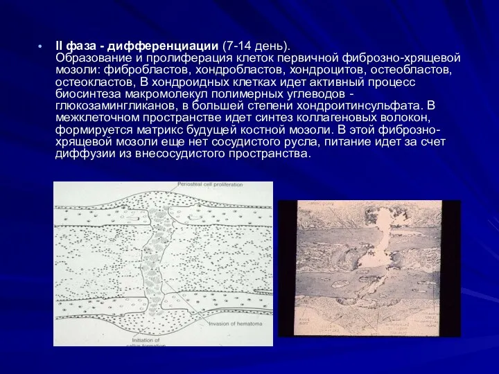 II фаза - дифференциации (7-14 день). Образование и пролиферация клеток